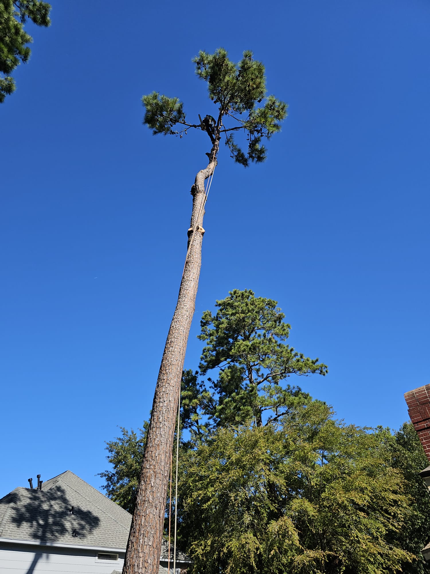 Forest Tree Service Image